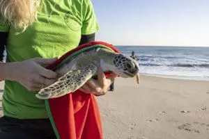 Green sea turtle Jellybean