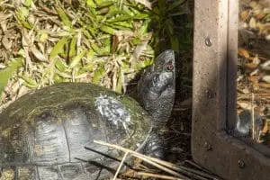 Gulf Coast Box Turtle