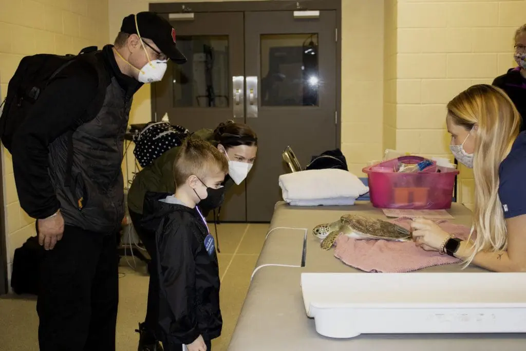 Quintin and his parents watch as Sea Turtle Healing Center Coordinator Jess Patterson examines Amaretto the green sea turtle.