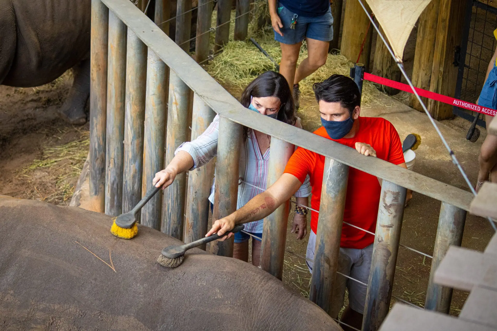 Brushing rhinos during an encounter