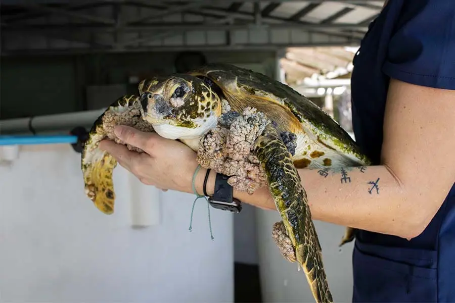 Green sea turtle Islander