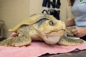 Kemp's ridley sea turtle Prosecco