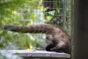 A coatimundi kit explores their new habitat.