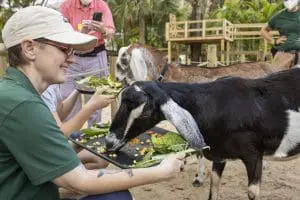 Violet the goat enjoys a tasty birthday treat.