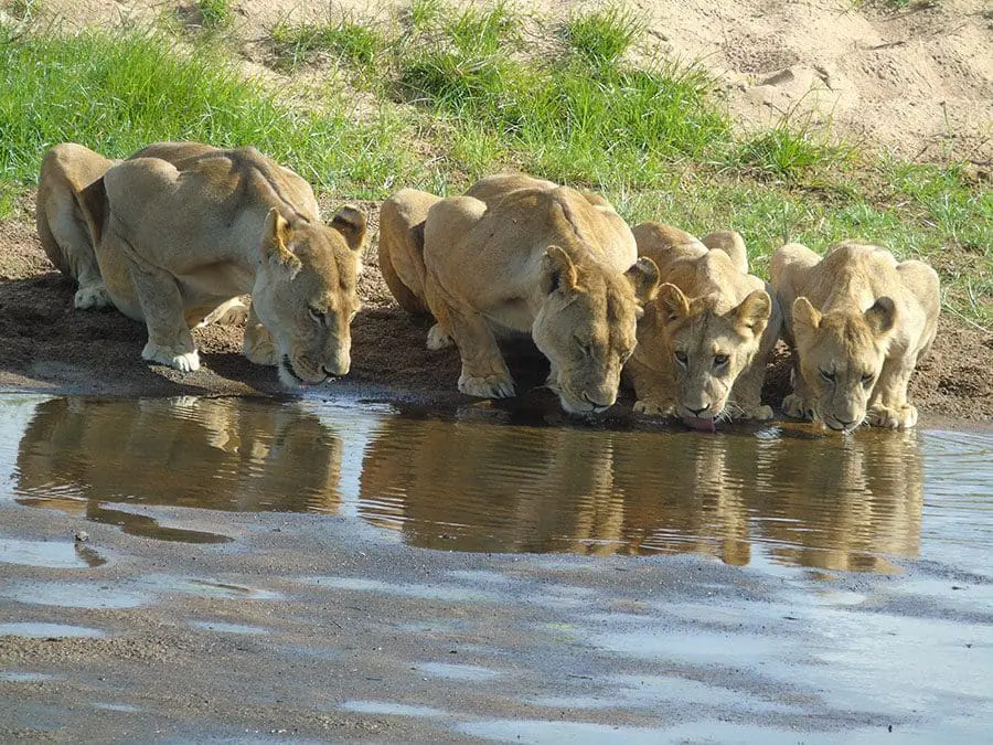 Four female lions drink from a river.