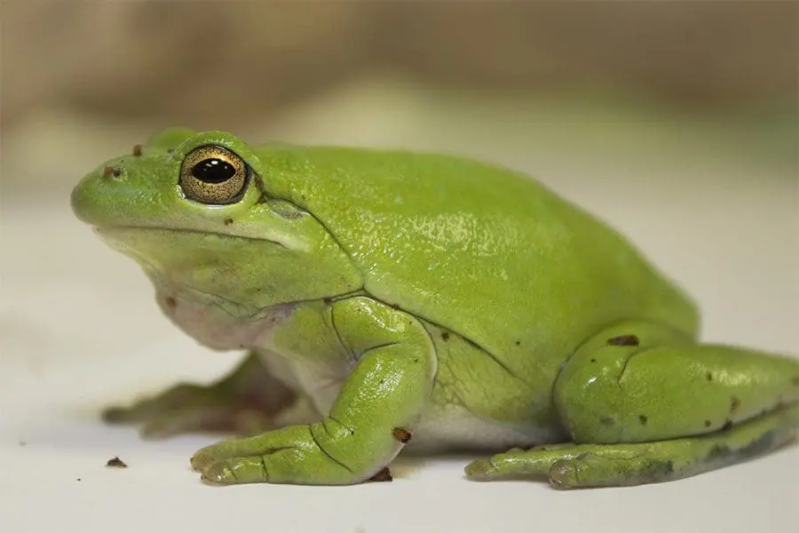 Green frog