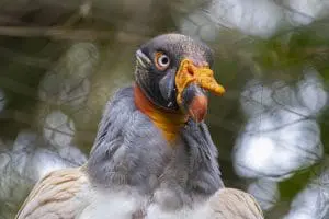 King vulture