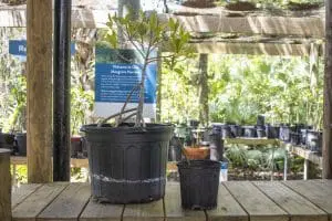 A mature mangrove and a juvenile mangrove sit together on a table in pots.