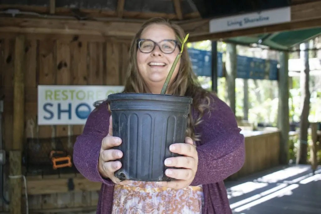 A woman holds a potted mature mangrove.