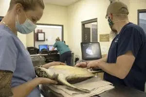 A green sea turtle receives an ultrasound. 