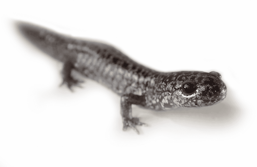 Frosted Flatwoods Salamander