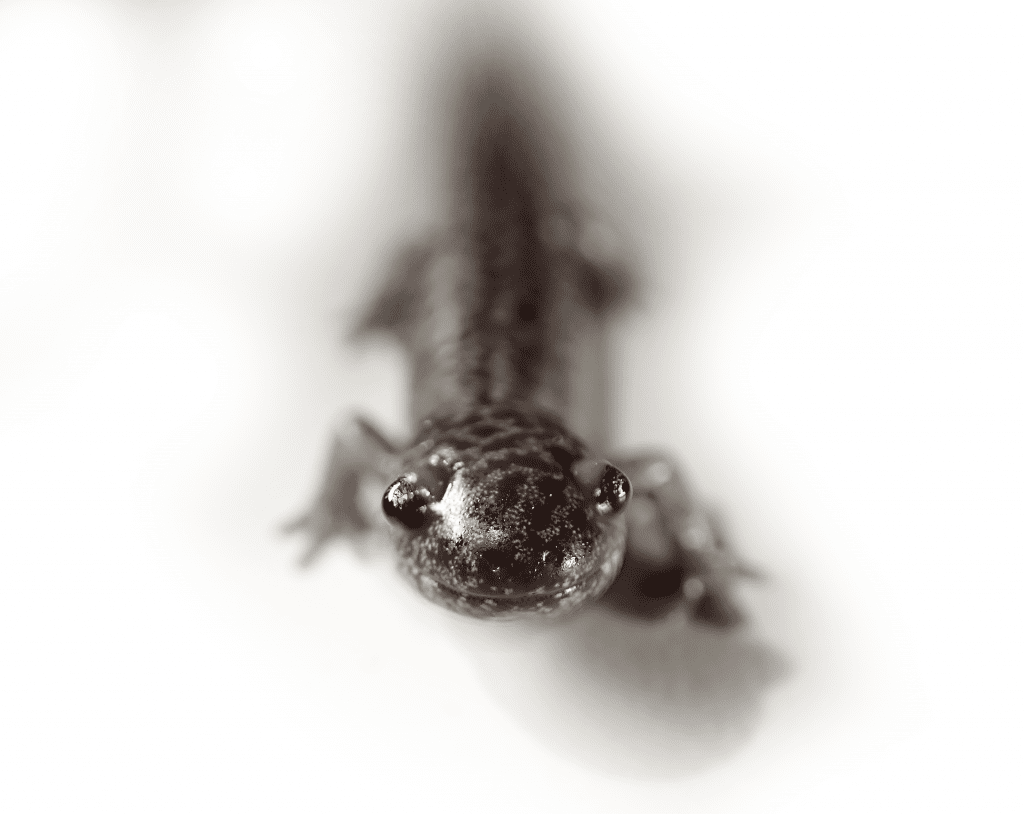 Frosted Flatwoods Salamander