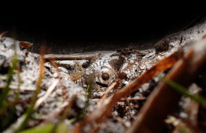Frosted flatwoods salamander eggs.