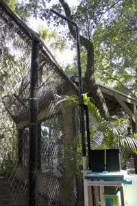 Florida black bear EED