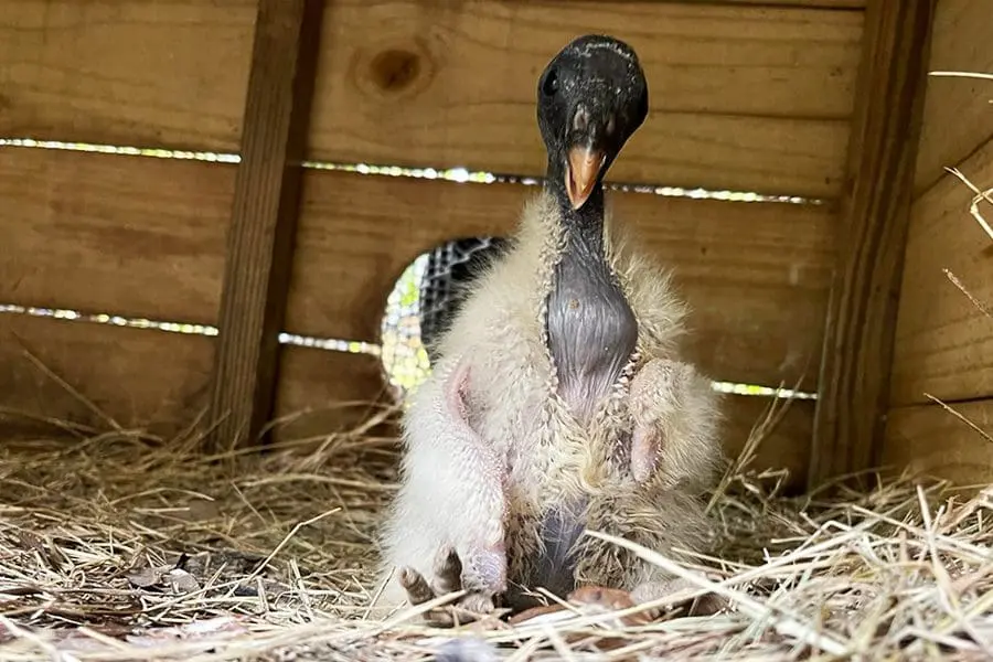 A king vulture chick