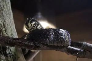 A snake drinking water off of their body.