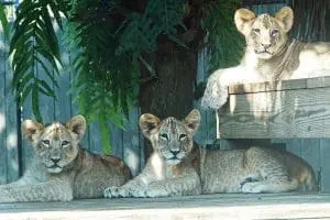 Three lion cubs