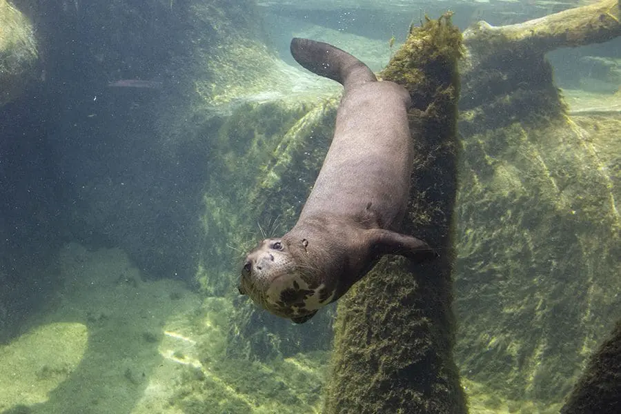 Giant otter swimming