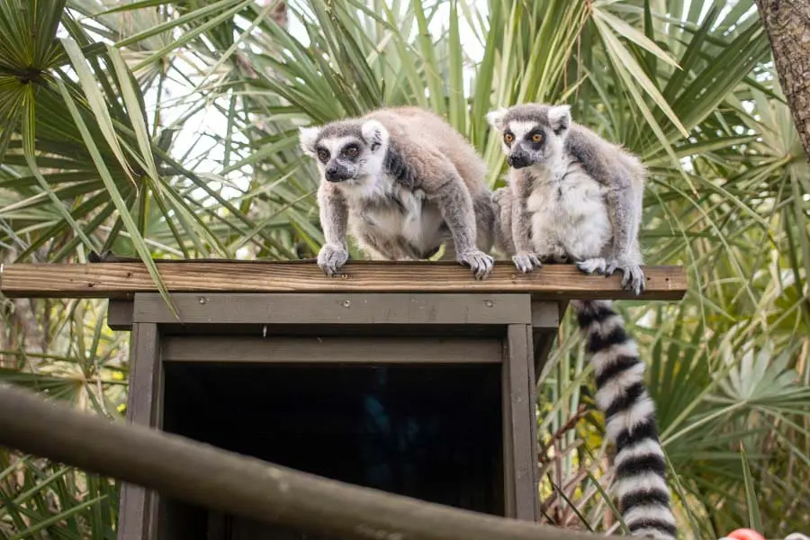 Lemurs Matilda and Kamots on lemur island