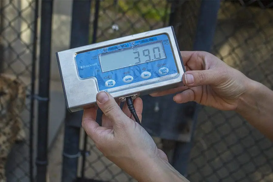 Scale