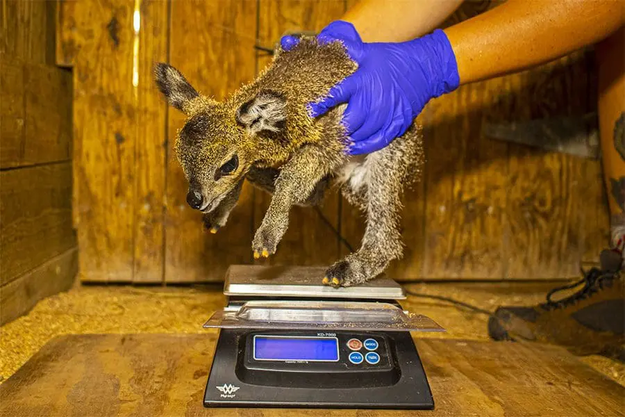 Klipspringer weighed by staff