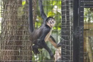 J the black-handed spider monkey moves through his habitat wearing his new brace.