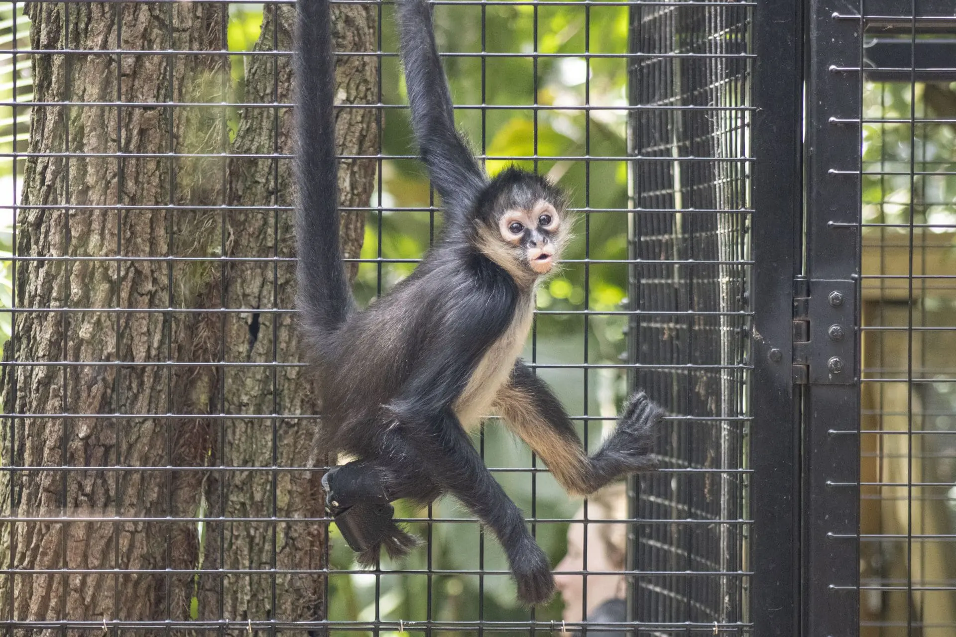 J the black-handed spider monkey moves through his habitat wearing his new brace.