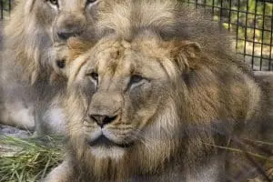 A lion on habitat