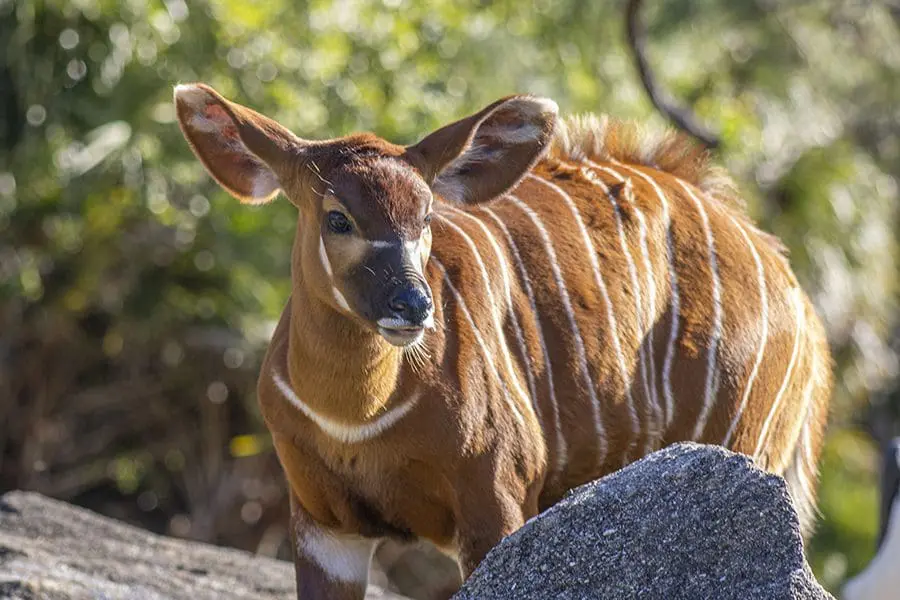 Eastern bongo Ginger