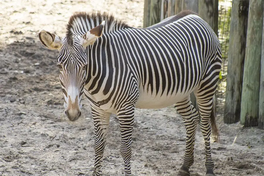 Grevy's zebra Iggy