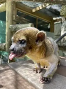 Chica the kinkajou in her new habitat