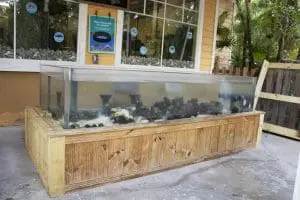 Our oyster reef tank