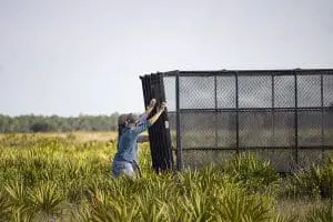 Florida grasshopper sparrow release