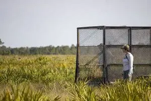 Florida grasshopper sparrow release