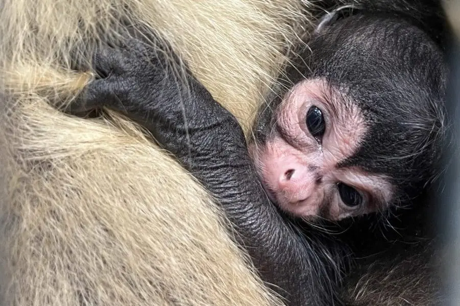 Black-handed Spider Monkey baby