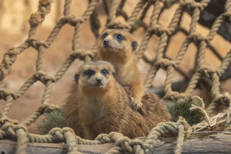 Meerkats