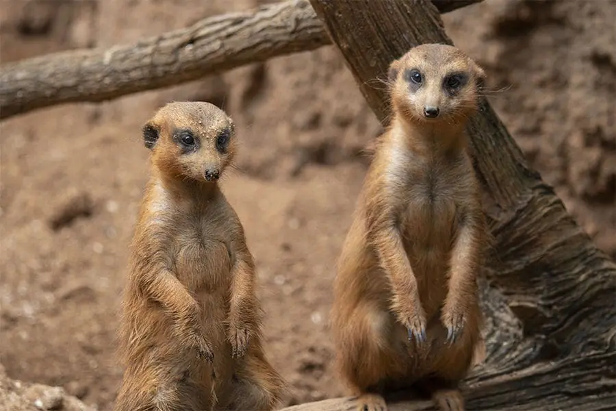 Meerkats