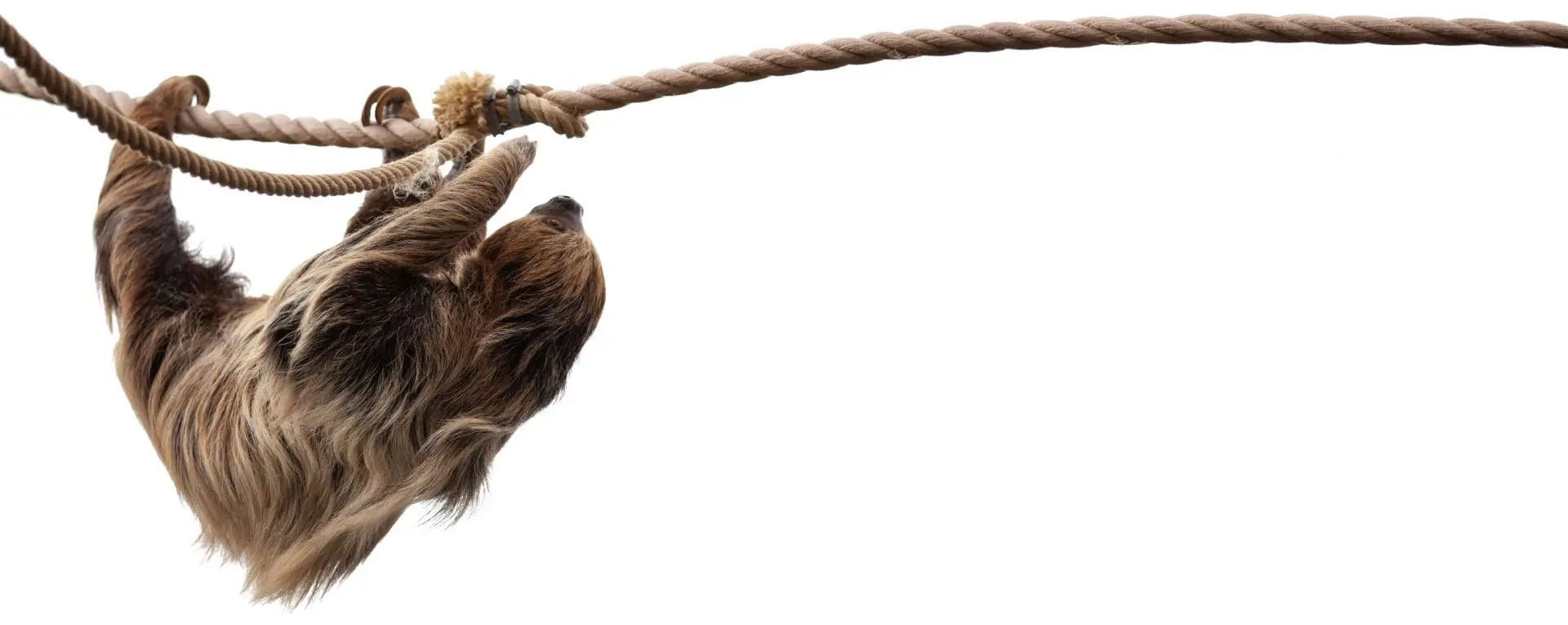 sloth background image