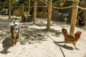 A Nigerian dwarf goat and a chicken walk near each other