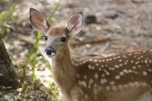 white-tailed deer