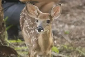 white-tailed deer