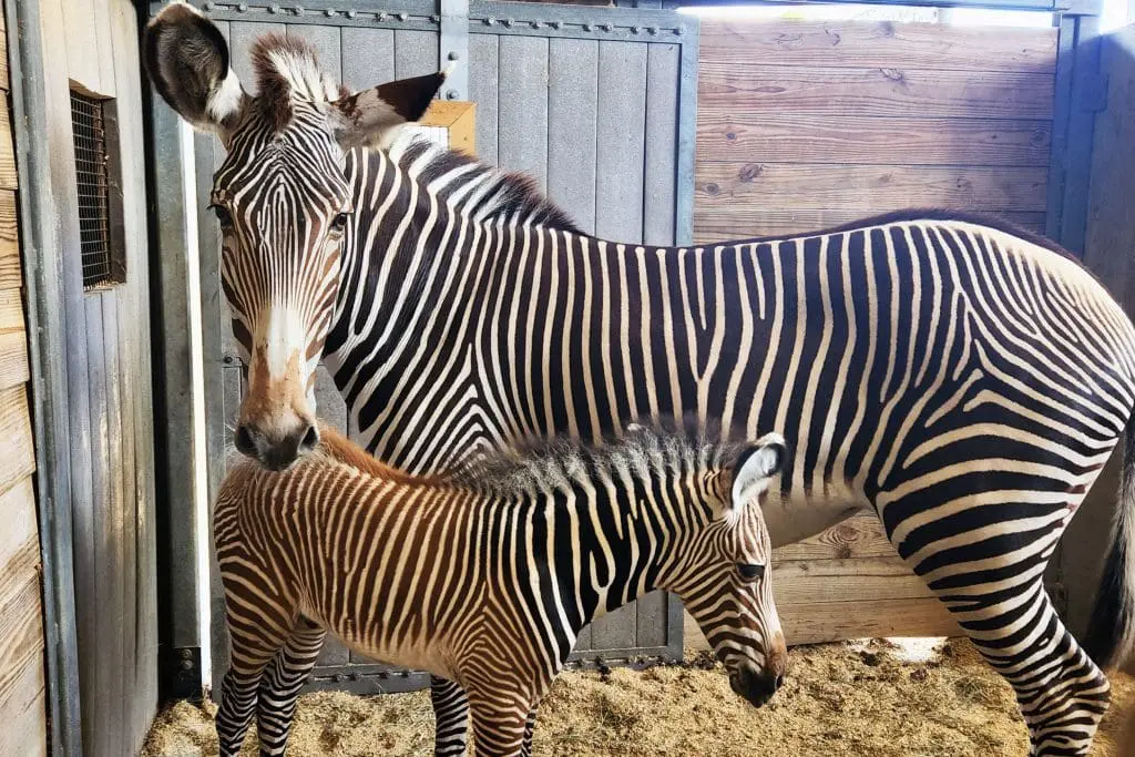 Grévy's zebra Iggy's foal