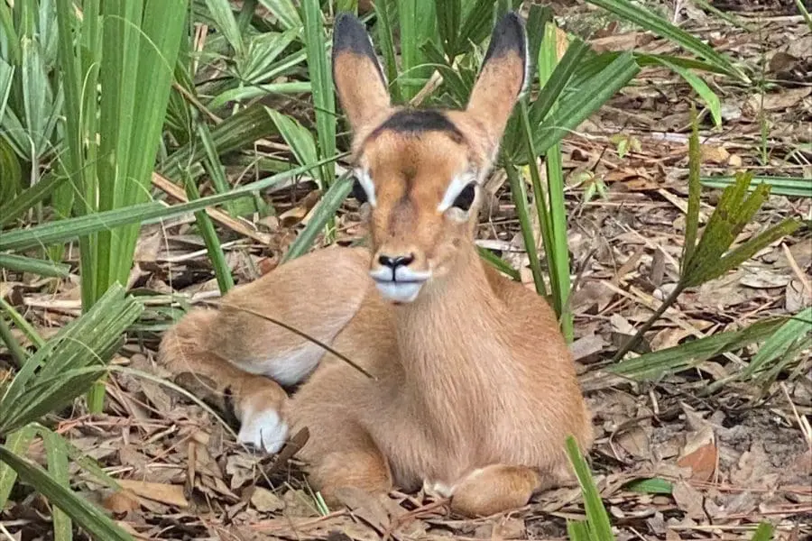 An impala calf lays near some bushes.