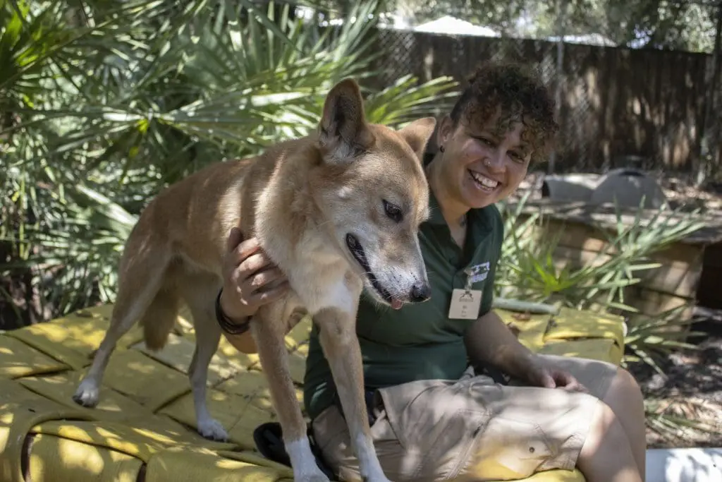 Keeper Mick McPherson with a dingo