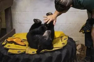 A Florida black bear cub lays on a tire