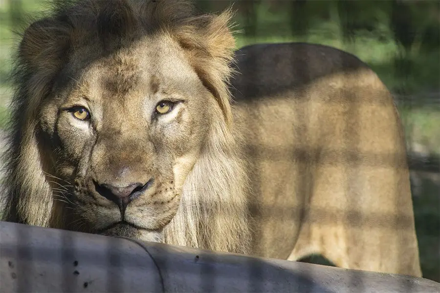 Lion looking at camera from behind ball enrichment toy