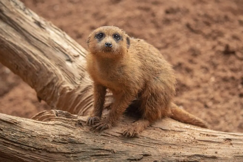 Kirabo meerkat