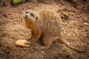 Kirabo the meerkat