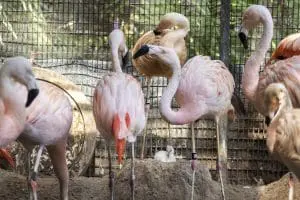 Chilean flamingo chick sits in their nest with a parent nearby