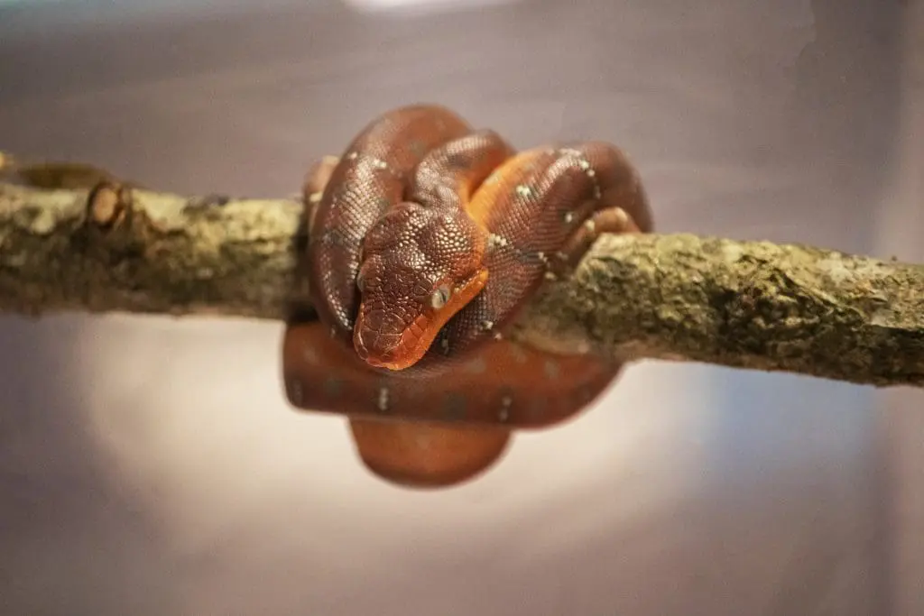 Emerald Tree Boa baby wrapped around a stick